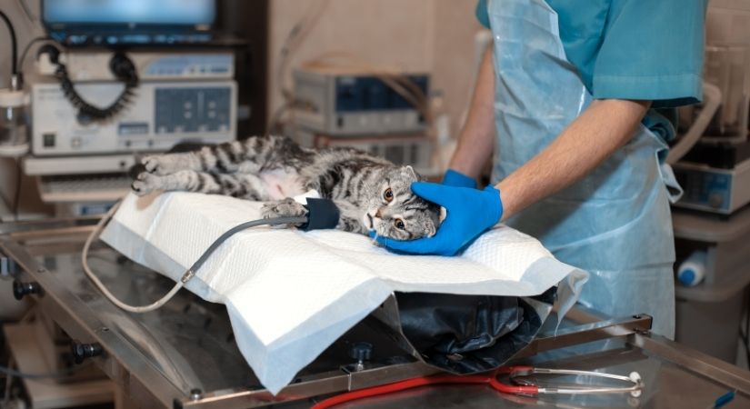 ​Türkiye’de Evcil Hayvan Cerrahisinde 20 Yılda Büyük Gelişim​