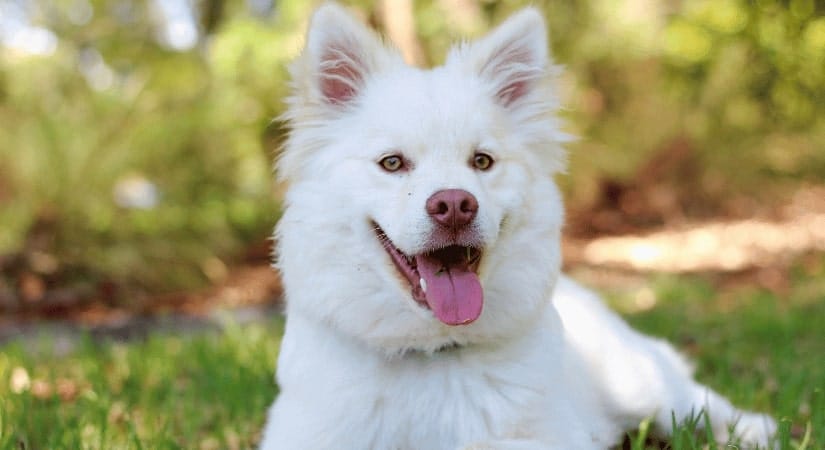 Köpeklerde Cushing Sendromu Nedir? Nasıl Tedavi Edilir?