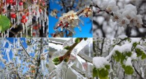 TBMM, Zirai Don Olayının Sonuçlarını Araştırmak Üzere Komisyon Kurdu