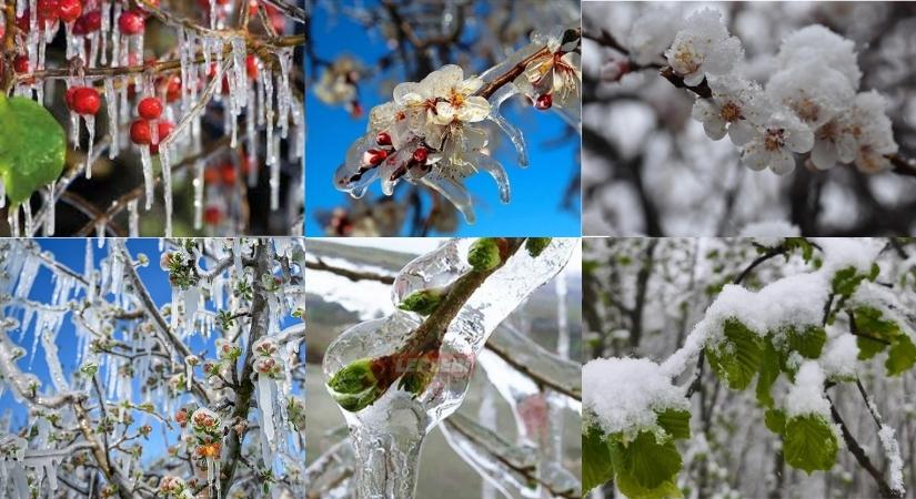 TBMM, Zirai Don Olayının Sonuçlarını Araştırmak Üzere Komisyon Kurdu