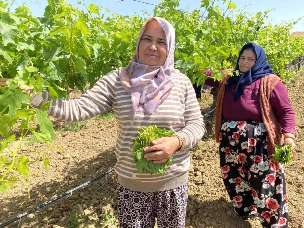Alaşehir’de Yaprak Hasadı ve Ekonomik Katkılar