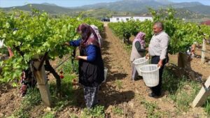 Alaşehir’de Yaprak Hasadı ve Ekonomik Katkılar