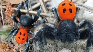 Çanakkale Kazdağları’nda Nadir Uğur Böceği Örümceği Keşfi