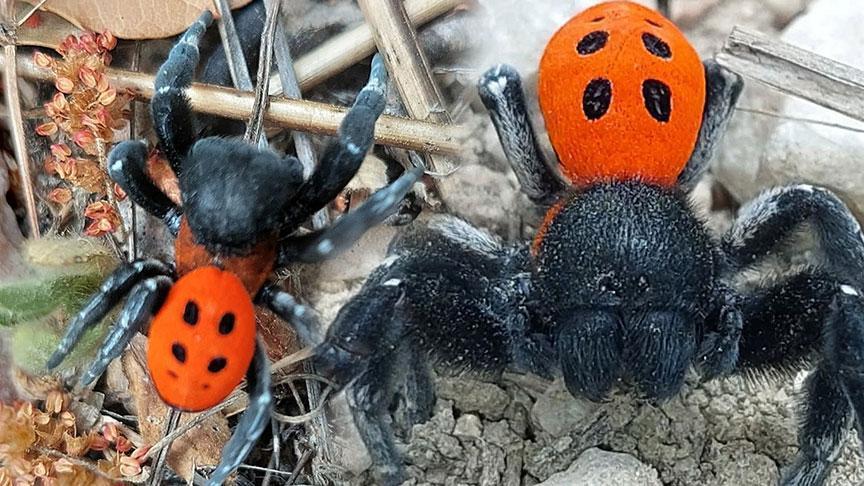 Çanakkale Kazdağları’nda Nadir Uğur Böceği Örümceği Keşfi