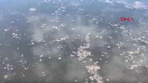 Dereağzı Mevkisinde Yaşanan Kirlilik Olayı ve Çevresel Etkiler