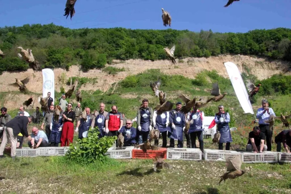 Doğa Koruma ve Milli Parklar Genel Müdürlüğü’nden Biyolojik Mücadele İçin 800 Sülün Salgını