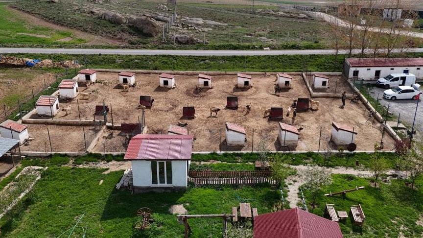 Dünyanın En Güçlü Sürüyü Koruma Köpeği: Kangalın Uluslararası Yükselişi