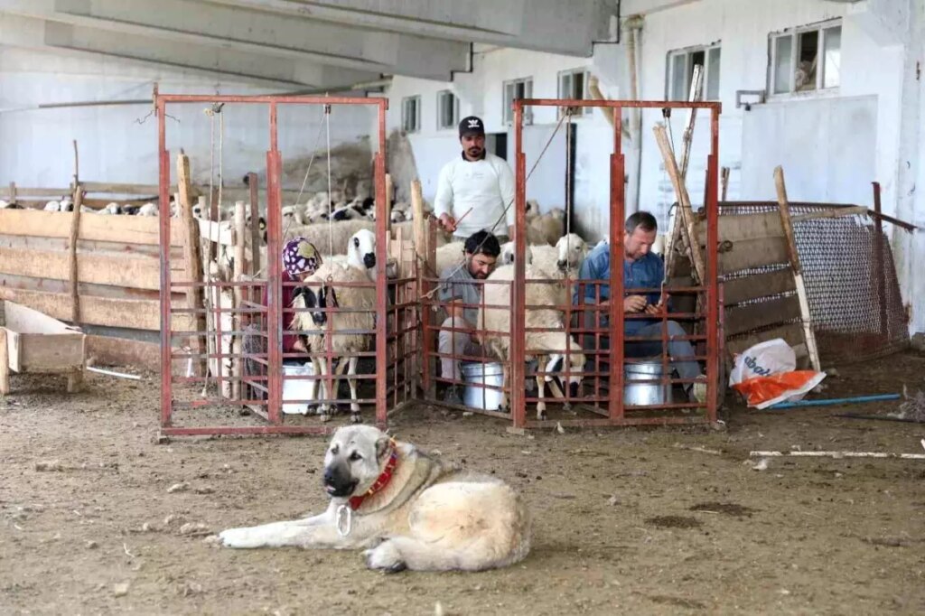 Elazığ’da Küçükbaş Hayvancılığa Dev Destek