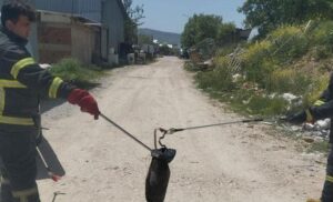 Gediz’de Yılan Operasyonu ve Vatandaşlara Uyarılar