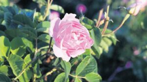 Gül Yağı ve Gül Ürünleri Üretimi ve Türkiye’nin Gül Bahçesi Konumu