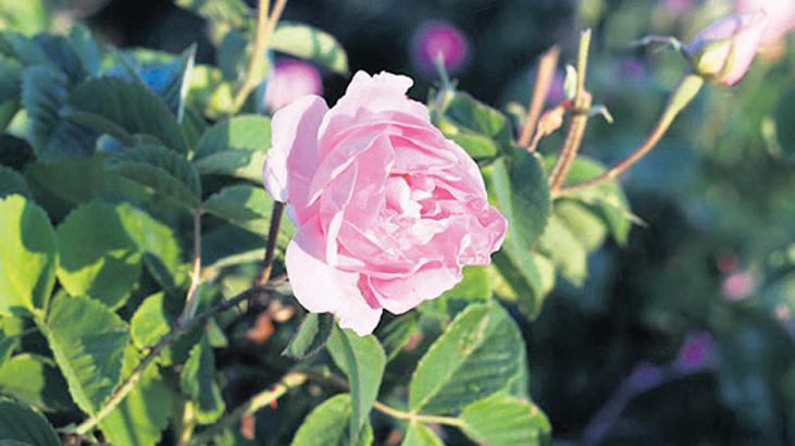 Gül Yağı ve Gül Ürünleri Üretimi ve Türkiye’nin Gül Bahçesi Konumu