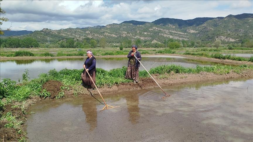 İlçede Çeltik Ekimi Sezonu Başladı: Üreticiler Zorluklarla Mücadele Ediyor