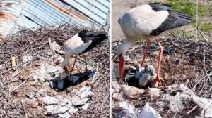 Kilimli Köyündeki Leyleklerin Anneler Günü Sevinci