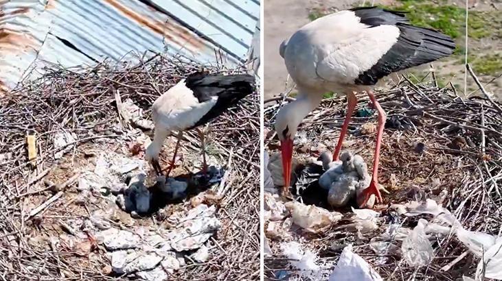 Kilimli Köyündeki Leyleklerin Anneler Günü Sevinci