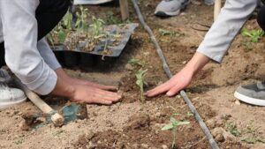 Konya Ovası Projesi Çerçevesinde Tarım Eğitimi ve Uygulamalı Seracılık Faaliyetleri