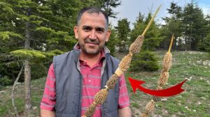 Kuzugöbeği Mantar Toplama Sezonu ve Tutku Dolu Hikayeler