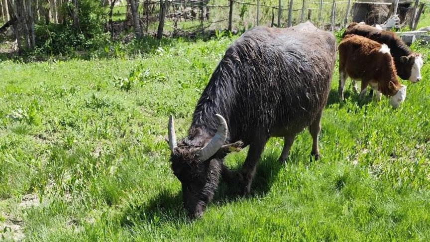 Malazgirt’te Kaybolan Mandanın Hikayesi ve Sevinçli Dönüşü