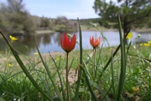 Manisa Lalesi Üzerine Genetik Araştırmalar ve Koruma Çalışmaları