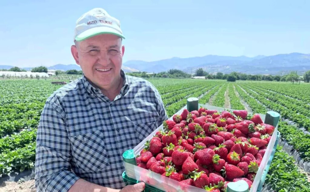 Menemen’de Emiralem Çilek Hasadı ve Festival Coşkusu