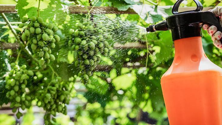 Pestisitlerin Sağlık Üzerindeki Etkileri ve Güvenli Tüketim Yöntemleri