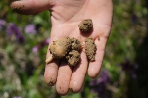 Samsun Kavak’ta ‘Topraktan Çıkan Altın’ Salep Hasadı Başladı