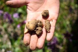 Samsun’da ‘Topraktan Çıkan Altın’ Salep Hasadı Başladı