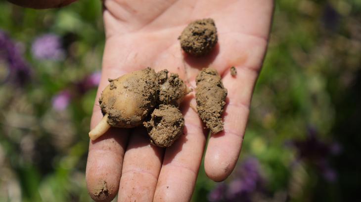 ‘Topraktan çıkan altın’ diye tabir ediliyor! Kilosu 3 bin lira