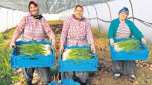 Türkiye’de Çiftçilerin Yaş Ortalaması ve Tarımsal Gelişmeler