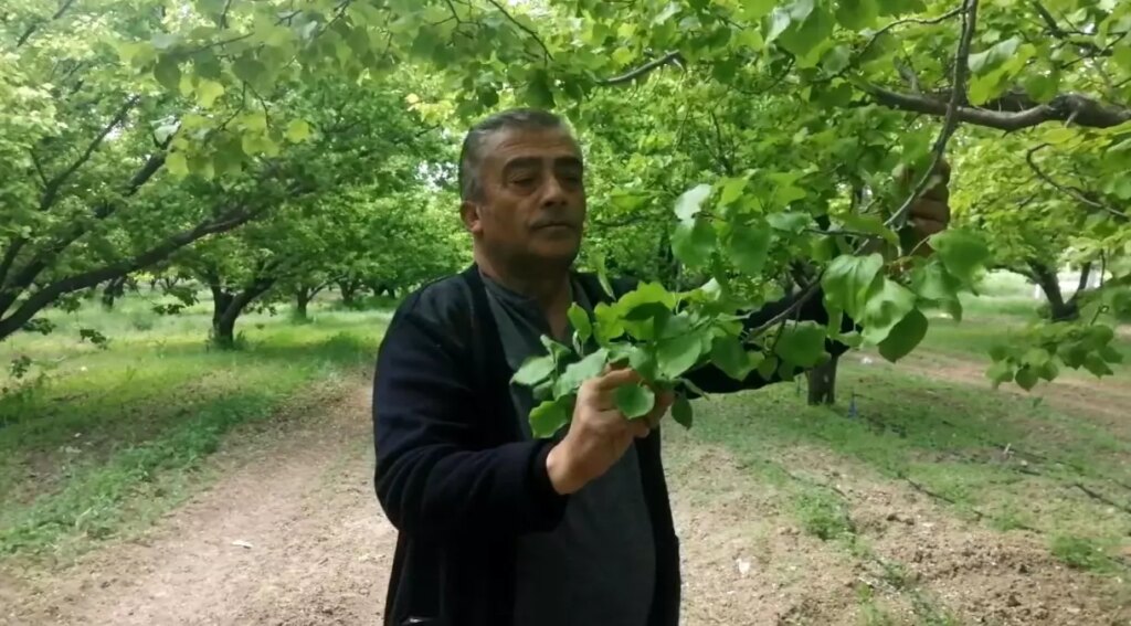 Yalvaç’ta Nisan Ayındaki Zirai Don, Kayısı Üreticilerini Zor Duruma Sokağıyor