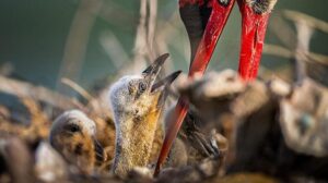 Yaren Leylek ve Adem Amca’nın Hikayesi Eskikaraağaç’ta Doğanın Büyüleyici Dokunuşu