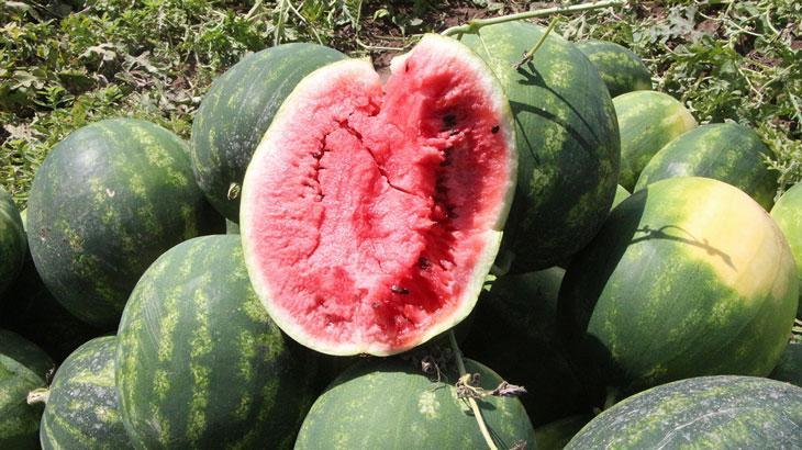 Adana’nın Karataş İlçesinde İlk Karpuz Hasadı Gerçekleşti