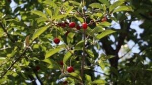 Afyonkarahisar’da Kiraz ve Vişne Üretiminde Yüzde 90’lara Varan Rekolte Kaybı