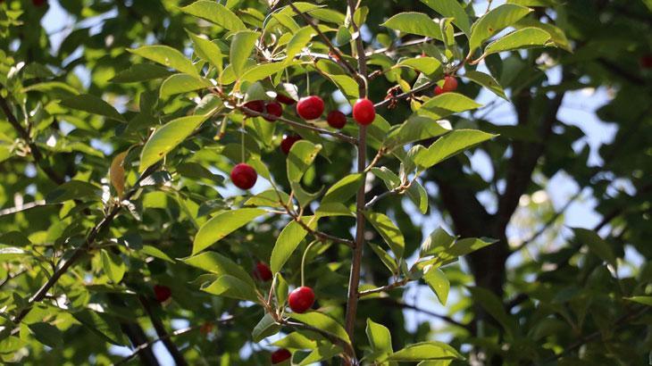 Afyonkarahisar’da Kiraz ve Vişne Üretiminde Yüzde 90’lara Varan Rekolte Kaybı