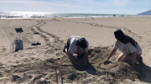 Akdeniz’de Deniz Kaplumbağalarının Yuvalama Dönemi Başladı