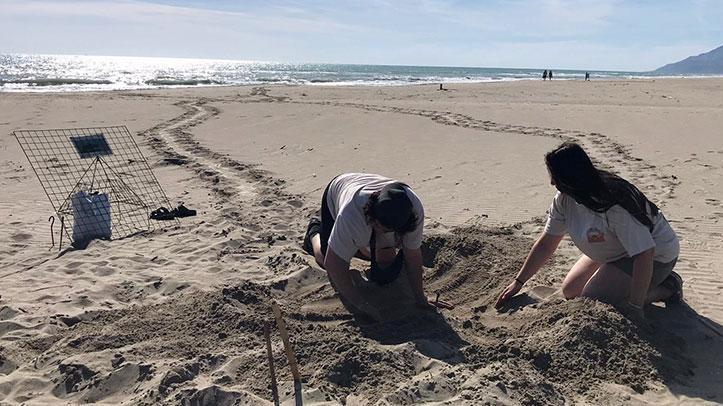 Akdeniz’de Deniz Kaplumbağalarının Yuvalama Dönemi Başladı