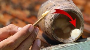 Arı Sütü Üretimi ve Faydaları