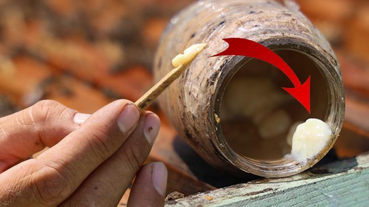 Arı Sütü Üretimi ve Faydaları