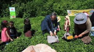 Artvin’de Geleneksel Çay Hasadı Coşkusu