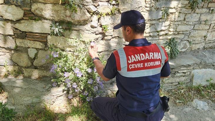 Aydın’da Endemik Tüylü Çan Çiçeği İçin Jandarma Önlemleri ve Koruma Çalışmaları