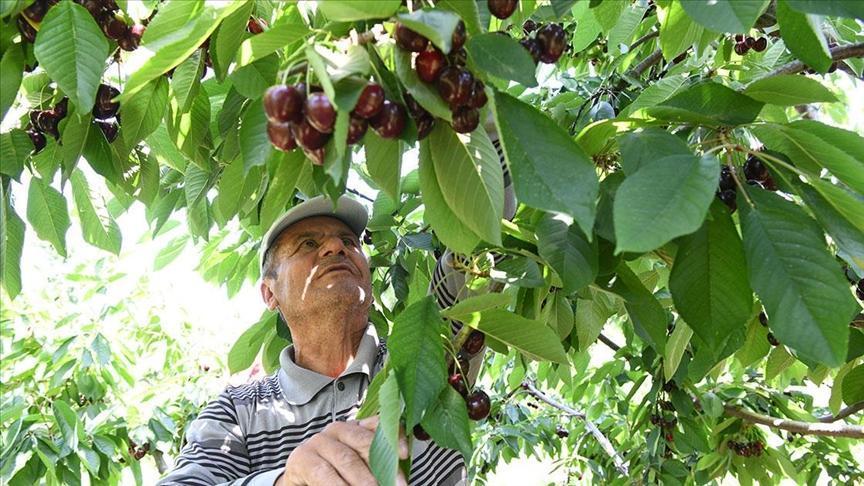 Çanakkale’de Kiraz Üretiminin Güncel Durumu ve Önemli Detaylar