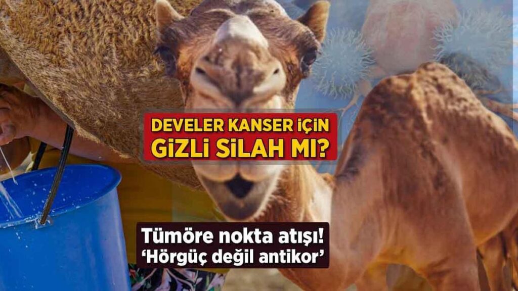 Develerin Hörgüçleri ve Bilimsel Sırları: Su ve Enerji Kaynağından Kanser Tedavisine Uzanan Mucizevi Özellikler