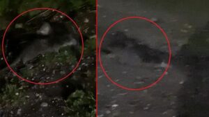 Dicle Nehri’nde Su Samurları Görüntülendi: Çevre ve Biyoçeşitlilik Üzerindeki Etkiler