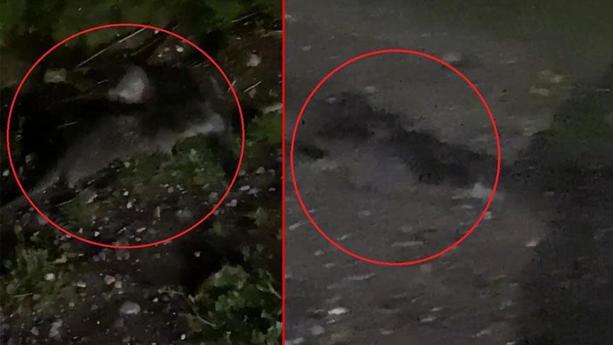 Dicle Nehri’nde Su Samurları Görüntülendi: Çevre ve Biyoçeşitlilik Üzerindeki Etkiler