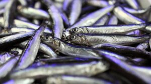 Doğu Karadeniz Hamsi İhracatı Raporu (Ocak-Nisan 2023)