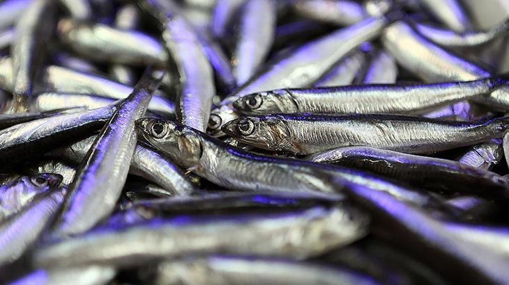 Doğu Karadeniz Hamsi İhracatı Raporu (Ocak-Nisan 2023)