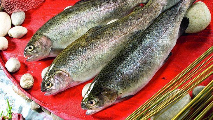 Doğu Karadeniz’den Türk Somonu İhracatında Çarpıcı Başarılar