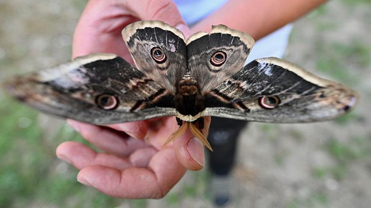 Düzce’de Genç Bir Çocuğun Keşfi: Tavus Kelebeğiyle Büyüleyici Bir Gün