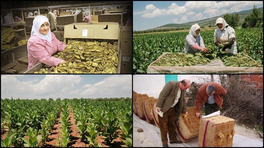 Ege İhracatçı Birlikleri 2024 ve 2025 Dönemi Tütün İhracat Performansı