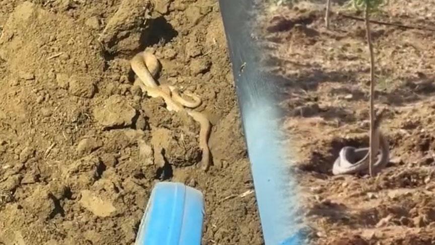 Elazığ’da Artan Sıcaklıklar ve Yılan Görüntüleri