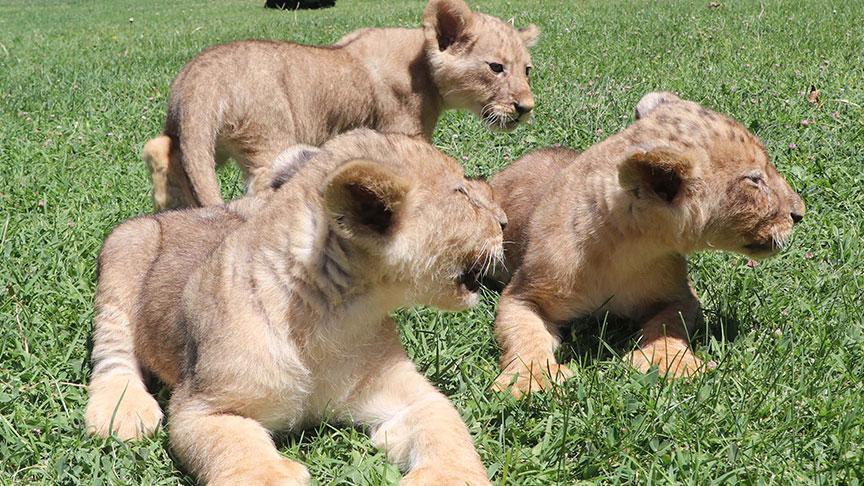 Gaziantep’te Yavru Aslan Sevinci: Sudan’dan Gelen Aslanların Üçüzleri Tanıtıldı